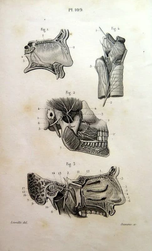 Gaspare Tagliacozzi'nin 1597 tarihli kitabından İtalyan rinoplasti tekniği